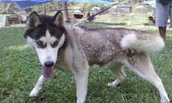This very loving siberian husky was born on 7-8-09 with CKC registration available. She loves to play with children and also gets along with other dogs as well. I am sure she will love you as much as you will her.