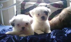 Beautiful ckc Lhasa Apso puppies 7 weeks old two females and two males. These babies are raised in a loving home with children and are well socialized. They will come with 1st shots and dewormings.Placed in loving and responsible homes only. Any questions