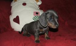 Just in time for Christmas! Gorgeous isabella & tan and blue & tan mini dachsund boys & girls available. These pups have been raised in my home, with extra special TLC every day. 1st shots and wormed, they are ready to go to their new homes! Mom is on
