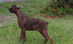 Beautiful Classic brindle male "Will" is Available to a Loving home?PET ONLY!!!! (NO BREEDERS)! Will is 3/4 European and DOB is May 12, 2012. His sire is "Herk" a Full European (Large Brindle/ Black Mask). His Dam is SHOWTIME'S BRANDY 1/2 European