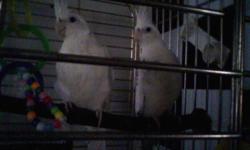 Albino female, white face pied male. 75.00 each or both for 100.00