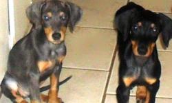 ADORABLE PUPPIES!!!!DOBERMAN PUPS!!!
3 BLUES AND 2BLACK&TAN
4FEMALES!!!
DEWORMED, 2ND SHOTS, 4 MONTHS,PEDIGREE PAPERS,
THESE PUPPIES ARE LOOKING FOR LOVING HOMES!!!!!
HURRY HURRY!!!!GOING FAST!!!ONLY $300.00!!!!!
IF INTERESTED CALL: DEE 313-459-1972