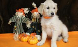 AKC limited pet price
Both parents are very sweet & calm. Mom & Dad are beautiful loving pets.
Puppies were born Aug.1,2012 up to date on shots & worming $1000.00
Champion Lines