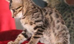 5 beautiful exotic Bengal kittens.
One Silver Male, one Tan Male & 3 tan females. Shots & wormings utd. Health guarantee. Litter trained. Well socialized. Visit our site at http://www.enchantedwindbengals.com