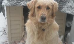 Jersey is a beautiful full blooded golden retriever that is in need of a new home. Her birthday is 9-3-09 and she is not spayed. She must have a fenced back yard with plenty of room to run and lots of attention. We just cannot provide Jersey the time and