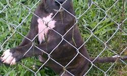 I have a beautiful brindle female puppy for sale. She is 9 weeks old and has all of her shots and has been dewormed. Asking 50.00 OBO If interested call -- or -- thank you