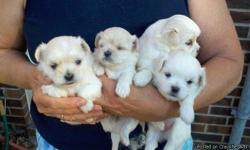 Maltese/Shihtzu, Maltese/Pekingnese designer puppies. Taking 100.00 non-refundable deposit. Very Beautiful with great markings.. Becoming a popular breed due to the looks of a Teddy Bear. Very soft and fluffy hair. Great with kids and a lap dog.. Good