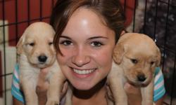 I have 5 beautiful golden retreiver puppies for sale..AKC registered, and i have mom and dad..They have been my pride and joy...and have been raised with such love..They are 6 weeks old, and are ready for their forever family that will love them, and