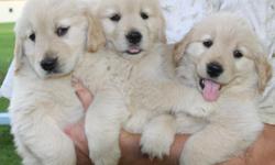 Purebred, show and agility/rally lines. Devoted and loving qualities. Gorgeous thick coats and blocky heads. AKC Parents have good hip and eye confirmations. Puppies will be ready mid-April, taking reservations now! www.ogoldens.com for more information