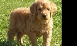 Goldendoodle Puppies. F1 Top quality AKC, OFA parents. black or cream, apricot. raised with kids and cats. non shed. shots, dewormed, health guaranteed, and a puppy starter packageincluded. call 517-937-9241 Excellent family dogs, very loving. phone calls