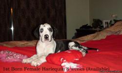 BEAUTIFUL GREAT DANE PUPPIES! 7 GORGEOUS LADIES LEFT!!! BORN JANUARY 4TH!! HERE'S YOUR CHANCE TO OWN "THE APOLLO OF DOGS". READY NOW!
THEY ALL COME WITH ALL SHOTS, DEWORMING, THYROID, BLOOD URINE, HIPS & DNA TESTING ALREADY DONE. 100 % HEALTH GUARANTEE.