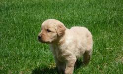 Gorgeous little golden balls of fur.... ready to become part of your family! These pups have champion bloodlines, no less than 75% of their parentage are Master, Senior, or Junior Hunters along with numerous Utility, Obedience and Campanion Dog titles.