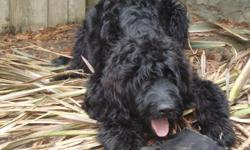 Rev is a gorgeous labradoodle inside and out. He is 8 moths old.&nbsp; He is exreamely intelligent and can learn anything almost immediately.&nbsp; He knows commands and tricks! He is neuterd, mircochiped, has had all his shots, been dewormed and is very