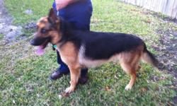 male black and red german shepherd 1 yr and 6 mths old.with AKC papers and pedigree papers.all shots up to date,and included on price is also a dog house and cage. contact Edwin @ (305)299-4398 or E-Mail me.