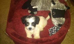 I am selling my sweet, playful Malti-Poo. I am reluctantly selling him because he is a baby, and I can't be with him during the day like I want to be able to, and I really need to find the perfect caring family for him.If purchased he comes with his