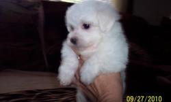Quality Maltese Puppies Available. Will weigh around 5 pounds when Adults. Hypoallergenic, Odorless, Non Shedding, Perfect House Pet. Small Lapdogs, Health Guarantee. Up To Date on All Shots and Worming. A.K.C. Registered. Raised In My Home. 15 Years
