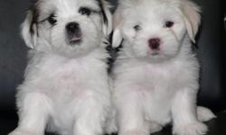 we have an excellent quality Maltese/Shihtzu mixed pups.
Raised in a clean healthy loving enviroment.
They are all $400 each, 2 males and 2 females . They are hypoallergenic for people with allergies. They are smalll and have great baby doll faces. You