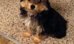 I have a beautiful 14 week old Maltese Yorkie (Morkie) for sale. He is current on all of his dewormings and vaccinations, but unfortunately he must go. I just moved into a new apartment that is too small for the both of us. He comes with a small dog bed,