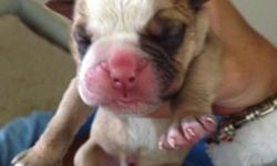 Olde English Bulldog Puppies with stunning red coloring.&nbsp; These puppies are from the finest Champion Bloodlines.&nbsp; Health will be guaranteed with each puppy sold.&nbsp; All puppies are already registered with the IOEB and fully papered.&nbsp; At