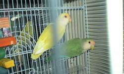 I have a pair of lovebirds and I don't have time for them:
The Yellow is female and the male is green. They are the famous peach-faced type of lovebirds.
They include a very large brand new cage with toys and two new bags of food. Total is over $200. I