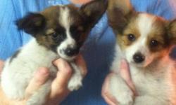 Three sable and white Papillon puppies. Loving and playful. One female and two males. First shots and wormed. Please call -- or -- no texts please. Please include a phone number in your email to be considered serious.
