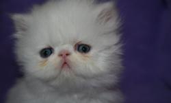 We have 1 odd eyed white persian male kitten that is ready for his new home! He was born on Valentine's Day and has had his first set of shots. He is healthy and spunky and will come with registration papers from CFA and TICA. Please contact us for more