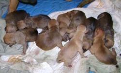 hi my name is brett. currently i have 10 puppies 6 males and 4 females right now they are 5 days old they were born on july 17. the father is razors edge and colby but do not have him on site but can get photos of him. the mother who i have is jeep and
