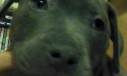 3 beautiful Pitbull puppies left from our litter. These babies are super sweet playful and loving. They are crate trained and i have no problems with them using the bathroom in house cuz they are on a tight schedule. They are great with small kids a