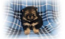 We have beautiful CKC reg pomeranian puppies that need a good home. They are super cute little teddy bears.
They are family raised in our home around children and other animals. Very well socialized. All puppies are current on vaccinations and worming and