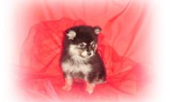 We have beautiful CKC reg pomeranian puppies that need a good home. They are super cute teddy bears, the pictures just dont do them justice. They are UTD on shots, wormed and vet checked. Family raised in our home around children and other animals, very