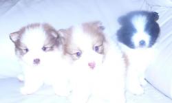 I HAVE 3 BEAUTIFUL POMERANIANS FOR SALE
VERY VERY BEAUTIFUL COLOR
2 MALE AND ONE FEMALE
8 WEEKS OLD
COMPLETED FIRST SHOT AND DEWORMED
THEY ARE ALL $750