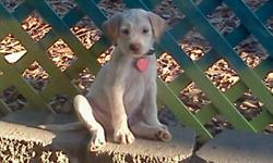 She is a white lab and golden retriever mix. Gorgeous brown/green eyes. Loves to be around other dogs and great family dog. Call anytime to see her. She will be perfect. Her name is Kaluah!!!
He is playful and loves to cuddle and watch t.v. with
