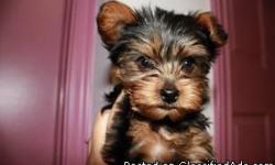 On Sept. 9, 2010, Coco gave birth to 3 beautiful female yorkies.
Puppy #1 is very calm, gentle, loves giving kisses, loves playing with her sisters, likes sleeping on her back and loves belly rubs.
Puppy #2 is calm, gentle, likes hiding her food bowl and