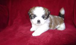 Our beautiful pure bred Shih-Tzu's have been home raised and very well socialized. They are wonderful family pets. They are 6 wks. old now and will be ready for their new home on 7/21/11. All have been wormed, Vet checked and had their first shots. Price
