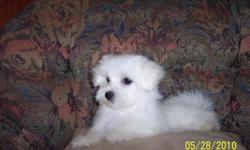 Hypoallergenic, Odorless, Non Shedding, Perfect House Pet. Small Lapdog, Health Guarantee. Up To Date on All Shots and Worming. A.K.C. Registered. Raised In My Home. 15 Years Breeding Experience. Visit- www.toosweetkennels.com 561-790-5180.