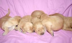We have an amazing litter of 5 female purebred golden retriever puppies that have very unique small cream markings on them! these girls were born on june 18, 2011! they will not be ready for their new homes until august 13, 2011! they will be up to date