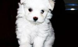 Beautiful pure white maltese ready for home, already got puppy shots and dewormed, all up to date. Handsome boy $650 and a beautiful girl $750. Please call me at (650) 200-9228. They will be around 5-6 lbs full grown. Thanks
