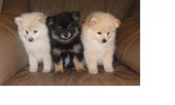 beautiful purebred pomeranian puppies for sale there born march 10 they have 1st shots and 2nd shots both parents are akc registered for more info or pics please call text or email (702)7729701 (702) 6897157
Lalolasvegas51@yahoo.com