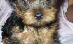 Cute as can be Papered Yorkshire Terrier Puppies.&nbsp;&nbsp; Born June 14, 2012.&nbsp; Two females, two males. Puppies are ready for their new loving home.&nbsp; They have had their tails docked, dew claws removed, dewormed, 1st shots and 2nd vet and