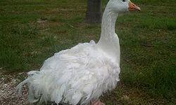 Several Sebastopol geese are ready for their new homes. These are spring babies and are still getting in their feathers. I have at least two ganders and two geese available.&nbsp; Please call 727-535-5522 for more information.