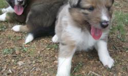We have 3 male Aussie/Sheltie mix puppies, very sweet and playful, 8 weeks old today (8-25), one merle, two tri colored. Will be very smart and easy to train, will make great herding dogs. Located in the Prescott area.