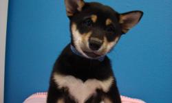 Shiba Puppies, Cream male & Rare Black & Tan Female. 8 weeks Shots currant, free vet check, one year health guarantee. Very nice! Must See! Female has a perfect heart with wings on her chest Super Cool!