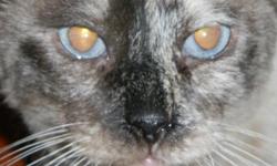 Looking for a loving adult (s) to love ~ 2 beautiful full blooded siamese cats are available for adoption. Their "dad" died a little over a month ago. He was a Veterinarian who owned many cats and treated them as his "furry family". They have been well