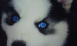 Registered CKC Siberian Husky Puppies! Black & White&nbsp;with Sky Blue Eyes!!&nbsp;Ready for&nbsp;Christmas! 1st shots and dewormed. Healthy Lovable Teddy Bears!! Taking Deposits Now to Hold! (non-refundable) Will meet half way! Email me for more