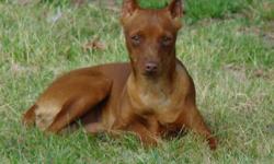 Red Male minpin 7 months old needs a good home.. utd on shots. Don?t have time for him like I would like, please give him a home.. great, smart and very loving dog? 713.539.1839 rehoming fee of 150.00.. have a lot more in him then that just looking for a