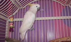 Beautiful sulphur crested girl. 3 years old. Daughter just diagnosed with asthma after years of breathing problems .tried to keep dander under control but breathing has gotten worse.Huge cage. will let go for sale or willing to trade for ,conure, lorikeet