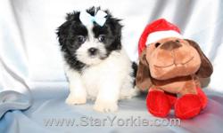 &nbsp;
Looking for the perfect gift for Christmas? A new Puppy is sure to bring love & joy to the entire family!!!
&nbsp;
Visit our website www.StarYorkie.com now to see pictures and info for all available puppies, or give us a call to find out about new