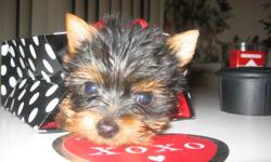 SWEETIE is a super tiny teacup yorkie girl,BeautifuÂ­l baby doll face, short standing ears and short body ... She is 8 weeks and weighs 12 ounces and fits right in the plam of your hand. Shots, papers, health cert, and one year guarantee. Her parents are