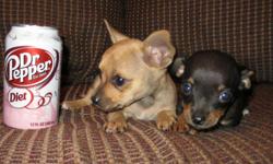 BEAUTIFUL Teeny Tiny Teacup Chihuahua pups!! One beautiful sable female. Dad is 3.5 lbs and mom is 4.5 lbs. They will be around 3 -4 lbs full grown. Beautiful soft smooth coats. They are very playful and also smart. And LOVE kids. Will be a great pet for