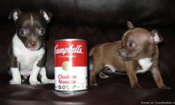 BEAUTIFUL Teeny Tiny Teacup Chihuahuas!! Will be around 3 - 4 lbs full grown. Two males, chocolate with blue eyes. They are the size of a soda can!! Beautiful soft coats. They are very playful and also smart. And LOVE kids. Will be a great pet for a